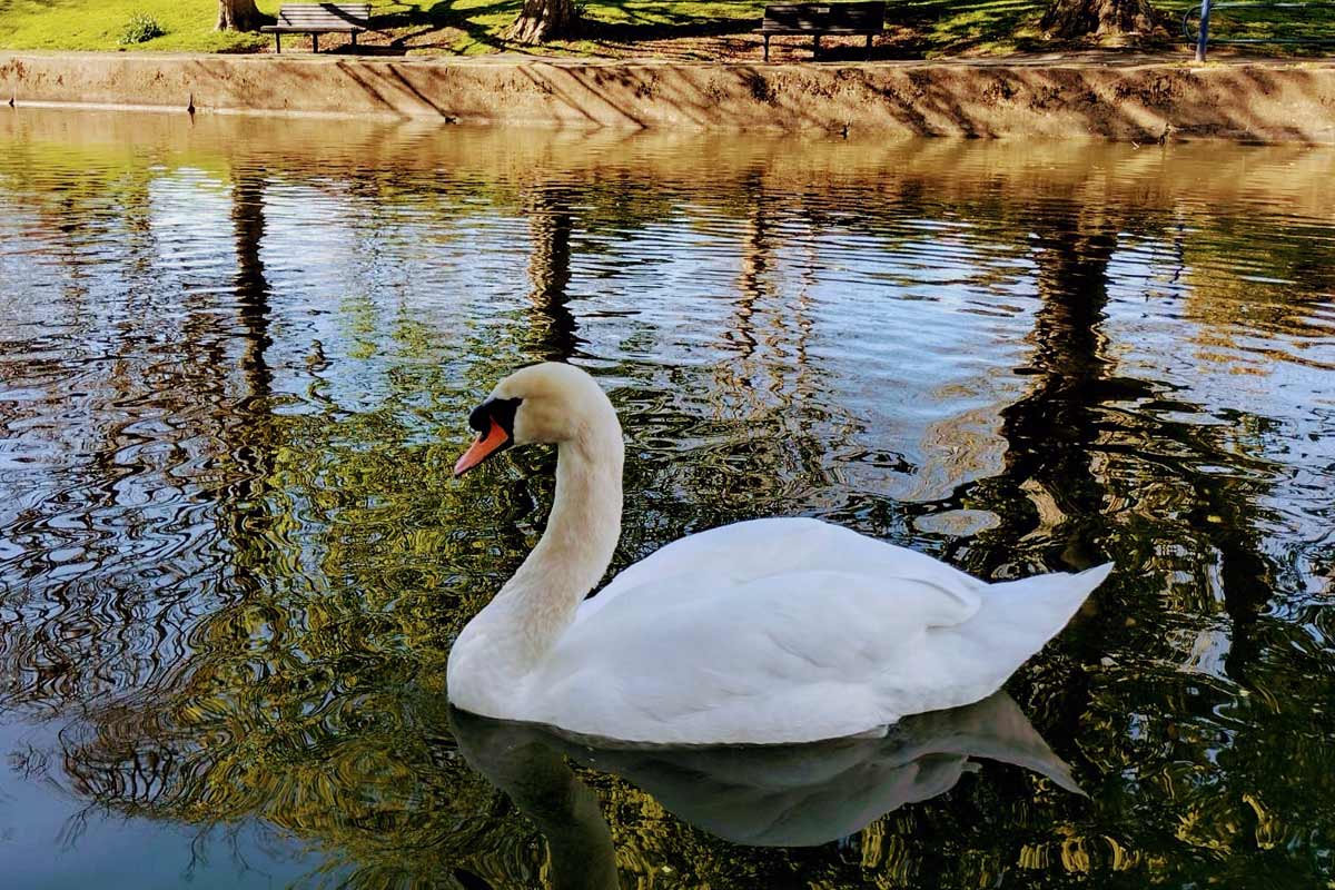 Swan on The Royal Military Canal Hythe
